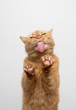 hungry orange cat licking treats off glass table sticking out tongue making funny face with copy space