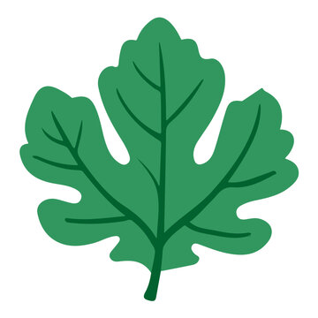 Fig Leaf, clean flat 2D illustration with a minimal style, isolated on a white background.
