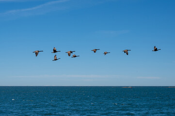A flock of geese is flying over the sea © Claudia Evans 