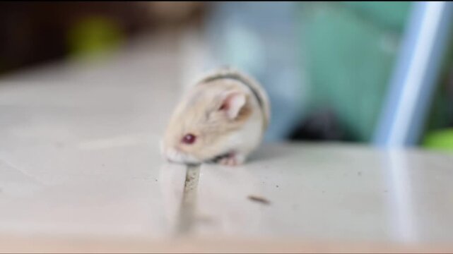 Hamster or guinea pig playing with pipe hole
