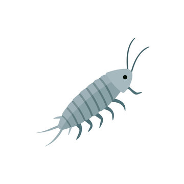 Flat 2D illustration of Silverfish, clean vector illustration style, isolated on a white background.
