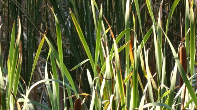 Broadleaf cattail (Typha latifolia) brown seed heads and spikes on green stalks in wetland, camera pan. Close-up, sunlight atmosphere. Intricacy and sustainability.