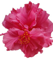 Naklejka premium Vibrant pink multi-petaled hibiscus flower showcasing intricate floral structure delicate ruffles in full bloom transparent background