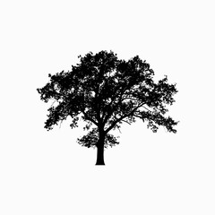 Fototapeta premium Tree silhouette, black tree icon, leafy tree shape, dark tree illustration isolated on White Background silhouette