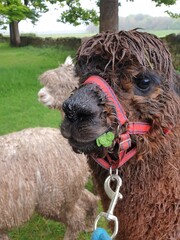 Fototapeta premium Alpaca eating clover