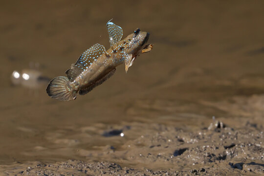 A mudskipper is jumping out of a mud puddle in the mangrove forest.