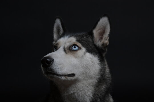 Portr&auml;t eines Siberian Huskys mit blauen Augen auf neutralem Hintergrund. Hochwertiges Tierportr&auml;t zu Hunderasse, Haustier, Tierfotografie, Natur und Hundeliebe.