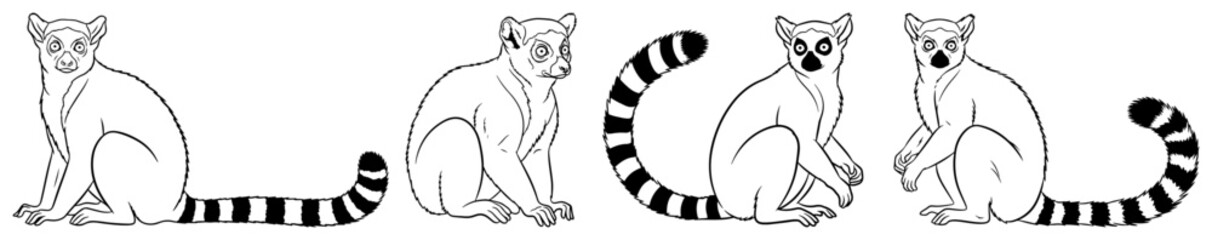 Ring-tailed lemur characters set in line art style, simple Madagascan primate illustrations for coloring © Luka
