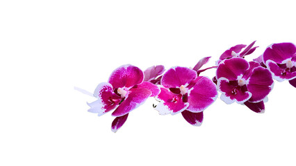 Obraz premium Beautiful vibrant purple orchid flowers with white edges on a branch isolated on transparent background