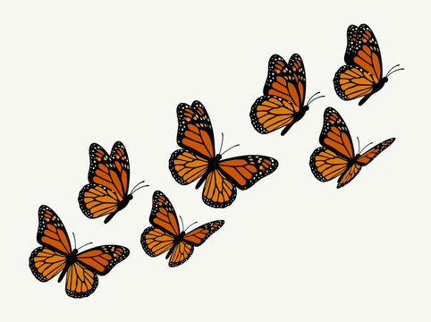 A group of monarch butterflies flying on a white background