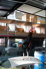 Fighting Rooster on a bamboo cage. Close up © Dontree