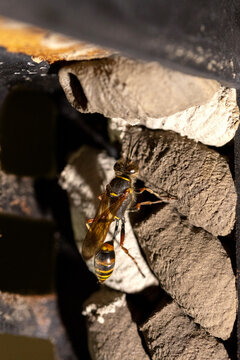 Potter wasp, Ancistrocerus campestris, building its nest in a house in the south of France