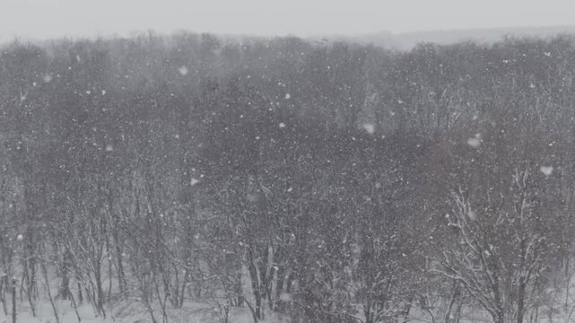 Heavy snow falls gently over a desolate forest of bare trees as the camera slowly zooms out. Concept of winter season, cold weather, natural beauty, and peaceful solitude.