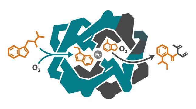 Scientific diagram of an enzyme reaction with oxygen