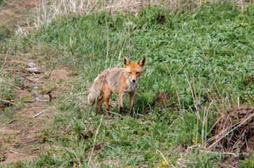 Fototapeta premium Wild red fox standing near a narrow forest trail in spring vegetation, showing wildlife behavior in a natural woodland habitat.