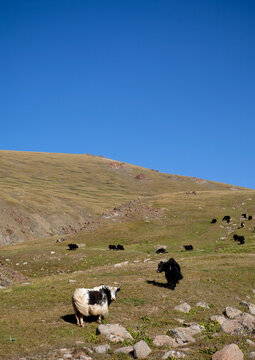 Yaks In The Steppe, Song Kol Lake Area, Kyrgyzstan