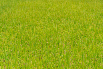 Obraz premium Vibrant green rice field in summer, natural texture background of growing rice plants