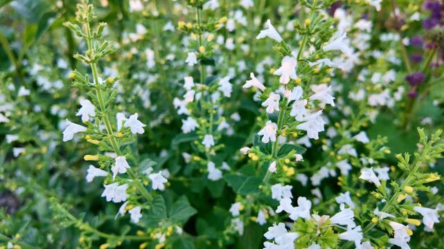 White wildflowers swaying in green garden meadow in daylight. Clinopodium nepeta, lesser calamint