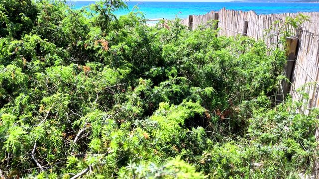 Slow motion reveal from Mediterranean juniper vegetation to a sandy beach in Sardinia, coastal landscape transition with natural light, calm sea and wild coastal environment