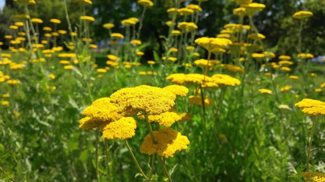 Yellow wildflowers swaying in sunny meadow during daytime. Achillea filipendulina, Fernleaf yarrow