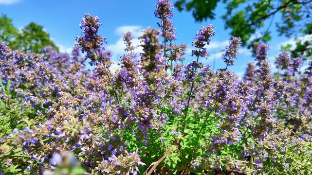 Wild purple flowers swaying and blooming in sunny meadow field. Nepeta grandiflora, Caucasus Catmint