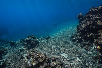 Fototapeta premium Underwater coral valley with clear tropical water