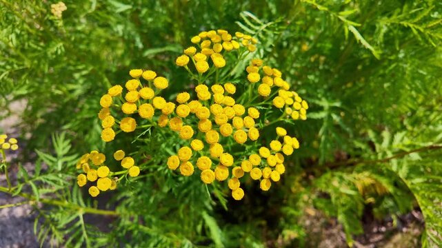 Tansy flowers blooming and swaying in sunny garden foliage. Tanacetum vulgare, Common tansy