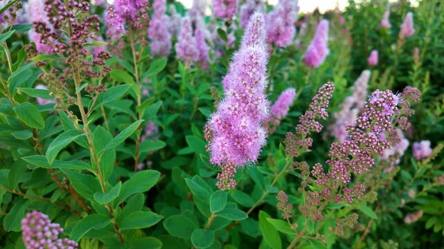 Pink spirea blossoms swaying in green garden shrub bed during daytime. Spiraea douglasii, Rose spirea