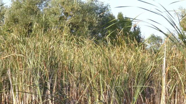 Dense wall of green cattail stems growing closely together in bright daylight. Medium shot, natural light atmosphere. Vitality and structure.