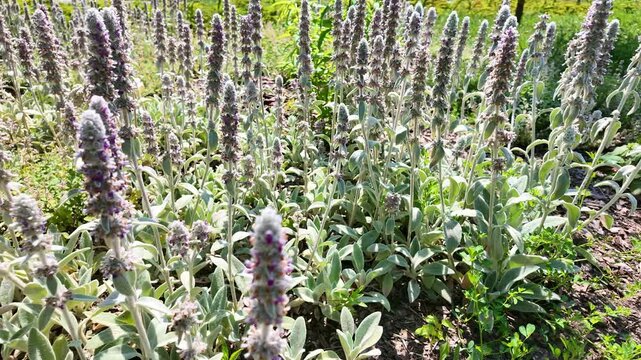 Lambs ear plants swaying and blooming in garden bed pan. Stachys byzantina
