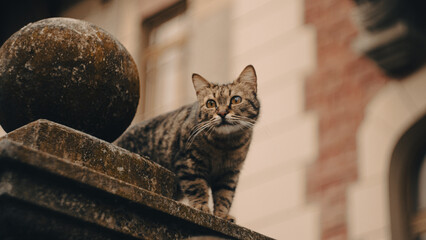a stray cat hunting in an urban environment © Vadzim