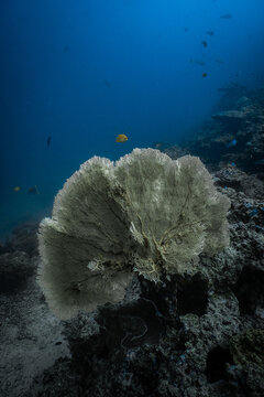 Giant sea fan coral growing on a deep underwater reef drop-off.