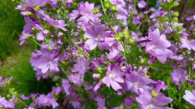 Purple mallow flowers swaying in garden with green foliage. Malva moschata, Musk mallow