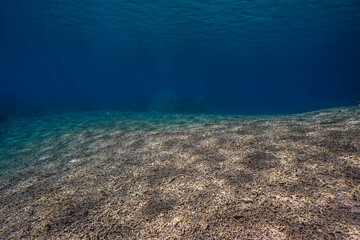 Obraz premium Vast coral rubble field beneath clear blue water