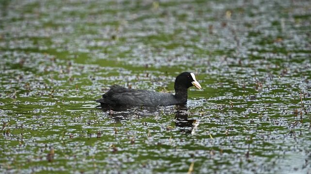 Eurasian Coot Swims In Pond