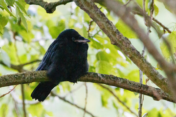 Obraz premium A juvenile rook perched in a tree, captured in natural light with soft developing plumage and an inquisitive expression against a gently blurred woodland background