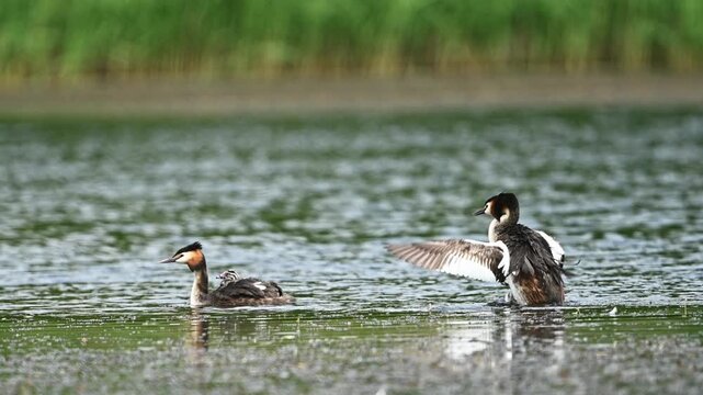 Great Crested Grebe Carrying Chicks On Its Back In The Lake