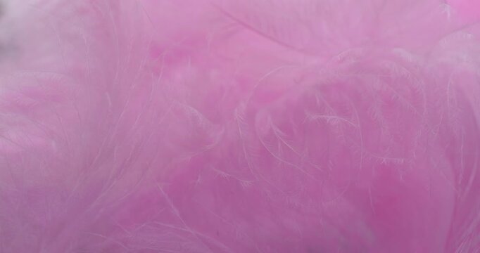 Pink feather texture slow rotation. Close-up of pink feathers with fine strands. Smooth continuous rotation reveals light shifts across the plumage, ideal for backgrounds and overlays.