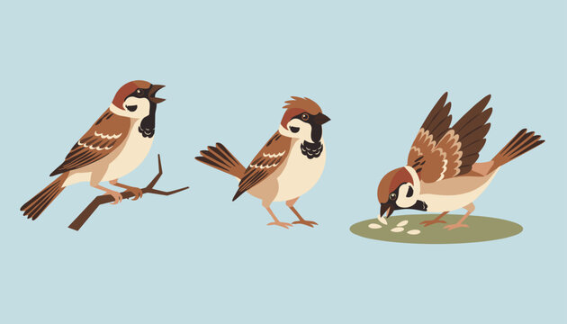 three charming sparrows are depicted in various realistic poses including perched on a branch, standing, and eating seeds.