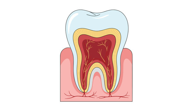 Anatomical diagram of a human tooth showing enamel, dentin, pulp cavity, nerves, blood vessels, and healthy pink gum line.