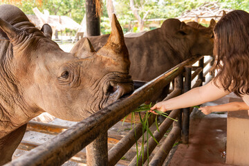 Feeding rhinos at wildlife sanctuary. © Rawpixel.com