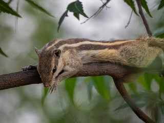 Obraz premium Indian palm squirrel resting flat and stretched out on a thick tree branch close-up