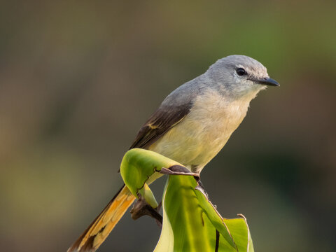 Female minivet bird perched on a vibrant green banana leaf with a soft blurred background