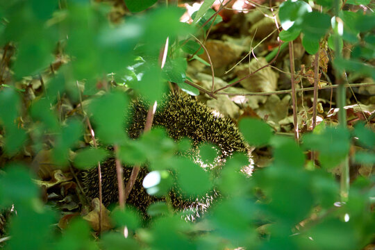 Igel Versteck
