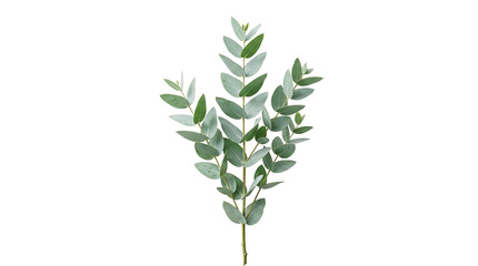 Fototapeta premium Close-up of a green leafy branch with rounded leaves on a transparent background