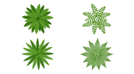 Four green fern plant icons are shown from a top view © tarman