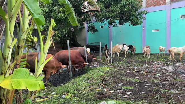 Cows and goats eat while standing near fence and plants outside building