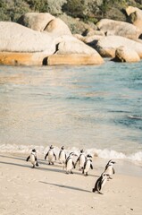 A group of penguins walk along the sandy beach towards the ocean waves near large rocks. © YarStudio