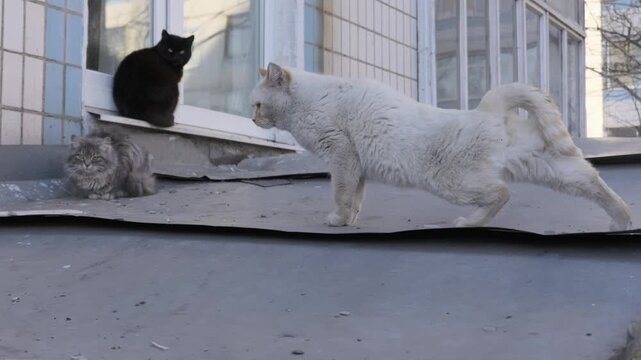 White stray cat stretches its body and walks along a flat roof ledge outside a tiled building with other cats sitting near a window. Urban wildlife survival concept in real time.