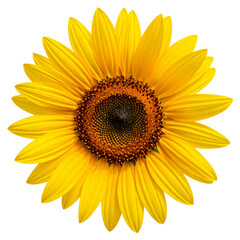 Fototapeta premium Bright Yellow Sunflower Isolated on Transparent Background